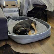 Machine-Washable Soft Pet Bed – Upgraded All-Season Dog & Cat House | Warm & Cooling Mat For Small Medium Large Pets, Indoor Outdoor Use - Xám - Xem 8