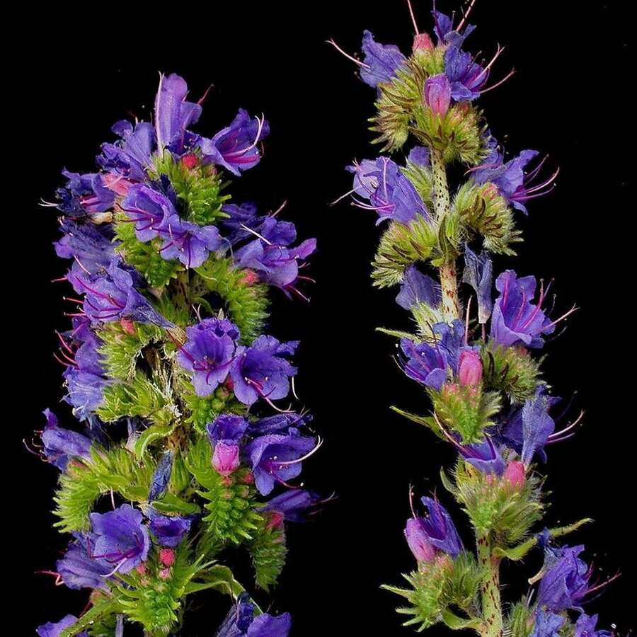 VIPERS BUGLOSS Seeds FREE Shipping Fresh & Organic Echium Vulgare Seeds Blue Outdoor Flower Seeds Wholesale Blueweed Echium Seeds