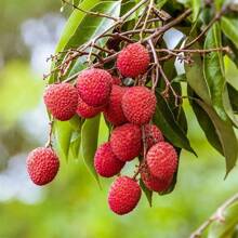 Lychee Fruit Seeds - 20Pcs - Home Gardening Planting - 20Pcs - View 4