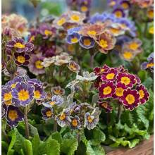 Sow Right Seeds 120 Pieces Seeds Primrose Seeds - Perennial Early Plants Live  Vegetable Seeds Hosta Plants Live Plants Garden Plants Flower Seeds Plants Flowers For Outdoor Semillas De Flores Para Sembrar Garden  All  Live Plants Not Seeds Live Plants  Plants For Outdoor Mosquito Repellent Outdoor Garden Perennial Plants Seeds For Planting Live Plants  Not Seeds Perennial Flower Seeds Plant Seeds - 120件 - 查看 3