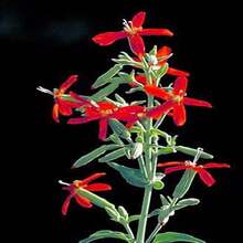 20 ROYAL RED CATCHFLY Hummingbird & Endangered Native Flower Silene Regia Seeds - SEED - View 2