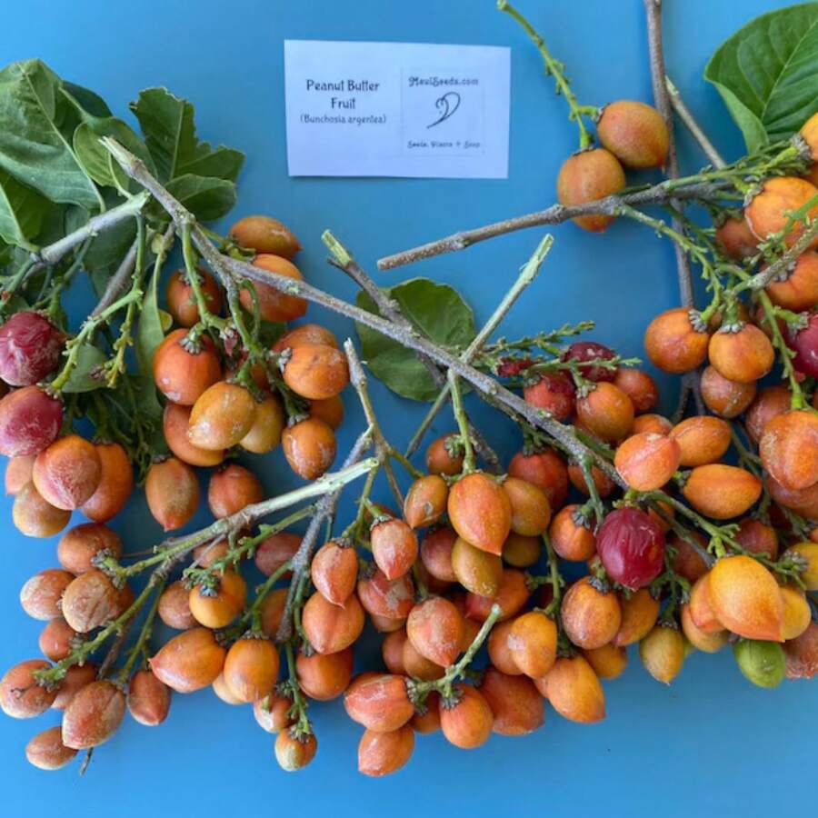 500seeds TWO Peanut Butter Fruit " SEEDLINGS/ Peanut Butter Fruit Tree/ Bunchosia Armeniaca/Maui Seeds/Exotic Fruit Tree/Home Garden/Rare Fruit Tree - 1包-500粒種子 - 查看 1