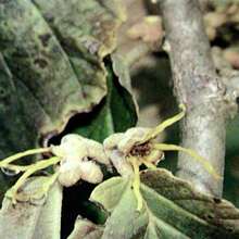 15 Witch Hazel Hamamelis Virginiana Seeds - SEED - View 3