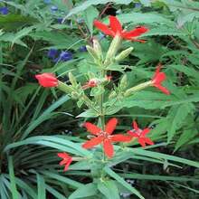 20 ROYAL RED CATCHFLY Hummingbird & Endangered Native Flower Silene Regia Seeds - SEED - View 1