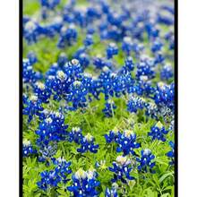 Texas Bluebonnet Wildflower Seeds -Over 2000 Native Seeds - Texas State Flower - 2000粒種子 - 查看 1