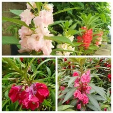 240pcs Amaranth Seed Blends Can Be Used To Grow Amazing Home Garden Flowers.Non-GMO Traditional Garden Seeds.Open Pollinated Seeds That Require Less Care