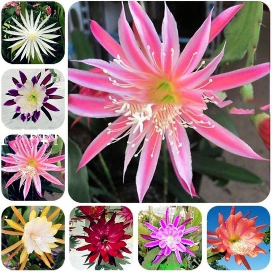 260 Pcs Garden Balcony Beautiful Potted Horseshoe - 260 - View 1