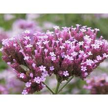 189pcs Recommended Buenos Aires Purple  Flower Seeds - 189 - 查看 4