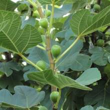 Rare Golden Dwarf Jujube Tree Seeds, Suitable For Planting Fig Fruit Plants Plants Heirloom Flowers