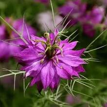 Color Mix 2000 Seeds Annual Nigella Love-In-One-Fertilizer Jewel Flowers Seed Mix For Planting - 2000 - View 5