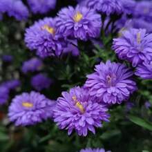 179pcs Heirloom New York Daisy And Moon Garden Seeds - Easy To Grow Flowers In All Seasons - Bright Purple Plum And Black Eyed Susan Varieties For Balcony Or Potted Garden