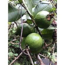 White Guava Seeds, Sweet Melon, Hawa Fruit, Rare Tropical Organic Food