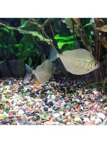 黑色火山岩土壤添加剂，适用于仙人掌和多肉植物，不含染料或化学物质，100%纯火山岩表层覆盖物，红色火山岩装饰石