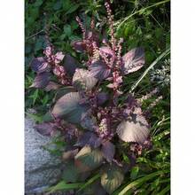 100 Wild Purple Coleus Seeds - Variant1 - View 1