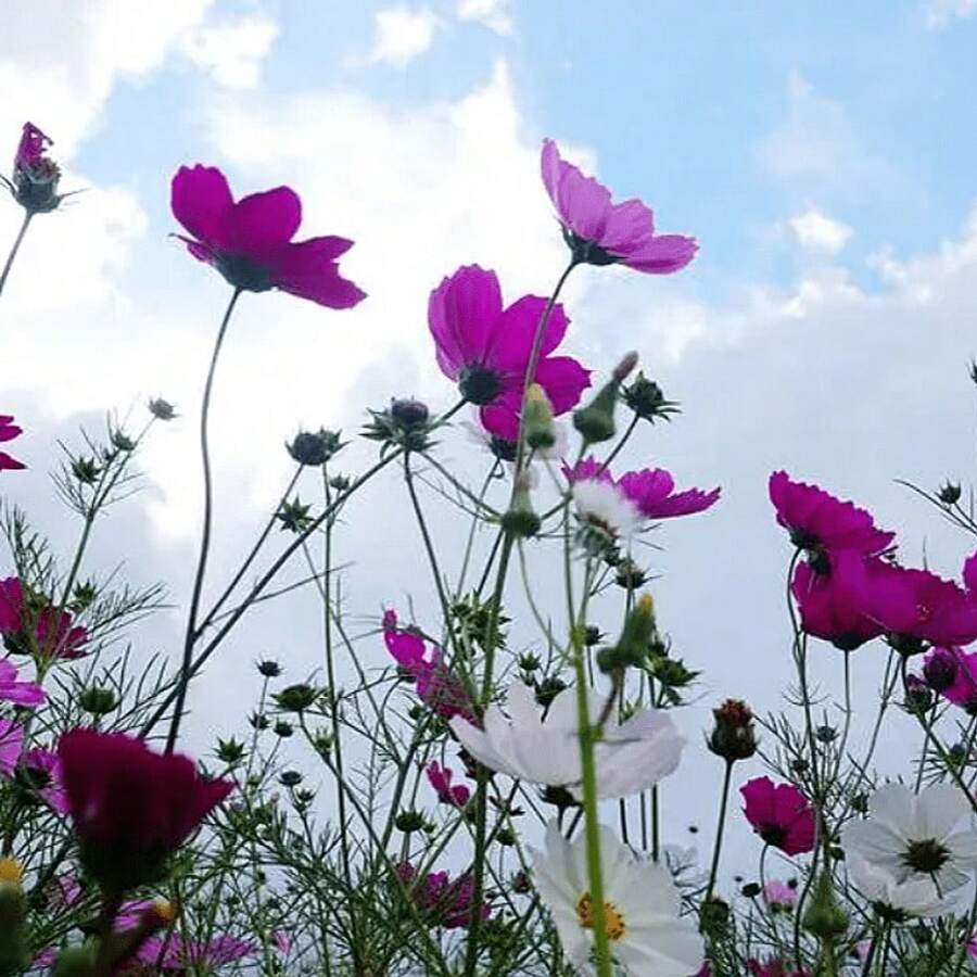 221 pièces Mélange de graines de fleurs sauvages tout-en-un, variété abondante de vivaces pour des fleurs de jardin vibrantes, plantes sur, graines de légumes, plantes hosta, graines de fleurs de jardin, plantes pour l'extérieur, graines de fleurs à semer, jardin, toutes les plantes pour l'extérieur, répulsif à moustiques, plantes de jardin pour l'extérieur, graines de fleurs vivaces à planter, graines de plantes