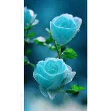 200 Authentic Rose Rare Seeds The Noble Lineage In Flower Seeds, Waiting For The Garden To Bloom - Variant1 - View 1