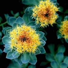 215pcs ROSEROOT STONECROP Golden Rose Root Sedum Rhodiola Rosea Yellow Succulent Flower Seeds - 215 - View 2