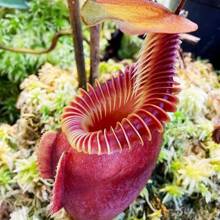 100 Carnivorous Plant Seeds For Home Gardening