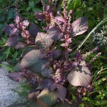100 Wild Purple Coleus Seeds - Variant1 - View 4