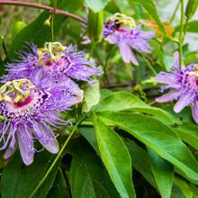 Color Mix Exotic Purple Passionflower Seeds 100+ - Non-GMO Garden Seeds Ideal For Landscaping And Home Garden