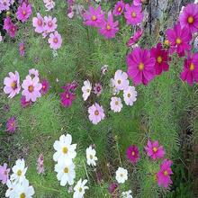 350 COSMOS SENSATION MIX Colors Cosmos Bipinnatus Flower Seeds