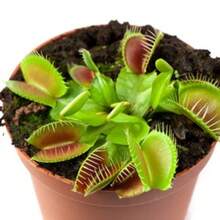 Seeds Gift 500Pcs Dionaea Muscipula Venus Flytrap Flower Seeds - 10 Seeds - Variant1 - View 6