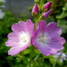 50 ROSA KAROMALLO Sidalcea Hendersonii Hendersons Karomalloblumen Samen - 種子 - 查看 4