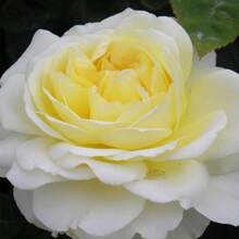 The Pilgrim Rose Seeds - Perennial, Open-Pollinating, Deciduous, Beautiful Blooming Flowers -Planting In Fall/Early Spring - SEED - View 2