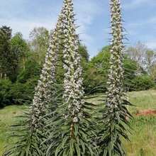 20 ECHIUM 'SNOW TOWER' Seeds--Flower Seeds--Jewel Tower Seeds--Plant Seeds--Gift - 種子 - 查看 3