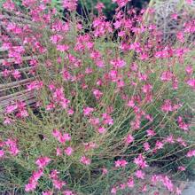 300+ Seed Gaura Lindheimeri Whirling Butterflies Flower Peren Plants Live   Vegetable Seeds Seeds Hosta Plants Live Plants Plants Gardening Flower Seeds Plant Flowers For Outside Semillas De Flores Para Sembrar Gardening  All  Live Plants Not Seeds Live Plants  Plants For Outside Mosquito Repellent Outdoor Garden Perennial Plants Seeds For Planting Live Plants  Not Seeds Perennial Flower Seeds Plant Seeds