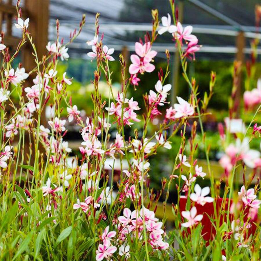 300+ Square Gaura Flower Seeds For Planting - Romanti Plants Live  Vegetable Seeds Hosta Plants Live Plants Garden Flower Seeds Plants For Outdoor Semillas De Flores Para Sembrar Garden  All  Live Plants Not Seeds Live Plants  Plants For Outdoor Mosquito Repellent Square Plants Seeds For Planting Live Plants  Not Seeds Square Flower Seeds Plant Seeds