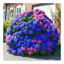 20 Pcs Hydrangea Flower Seeds Bonsai Seed Flowers Seeds For Garden Indoor Plants Grow Plant Perennial Planting Home Tree