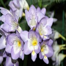 5 ROYAL CHAMPION Mix FREESIA Colors Pink Blue Purple Yellow Red Orange Flower Seeds - 種子 - 查看 6