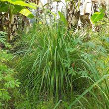 Lemongrass Seeds Lemon Grasss Mosquito Non GMO - SEED - View 1