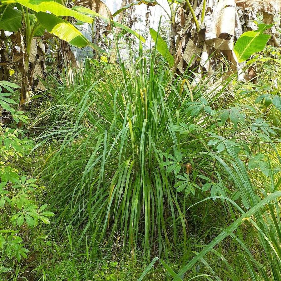 Lemongrass Seeds Lemon Grasss Mosquito Non GMO - SEED - View 1