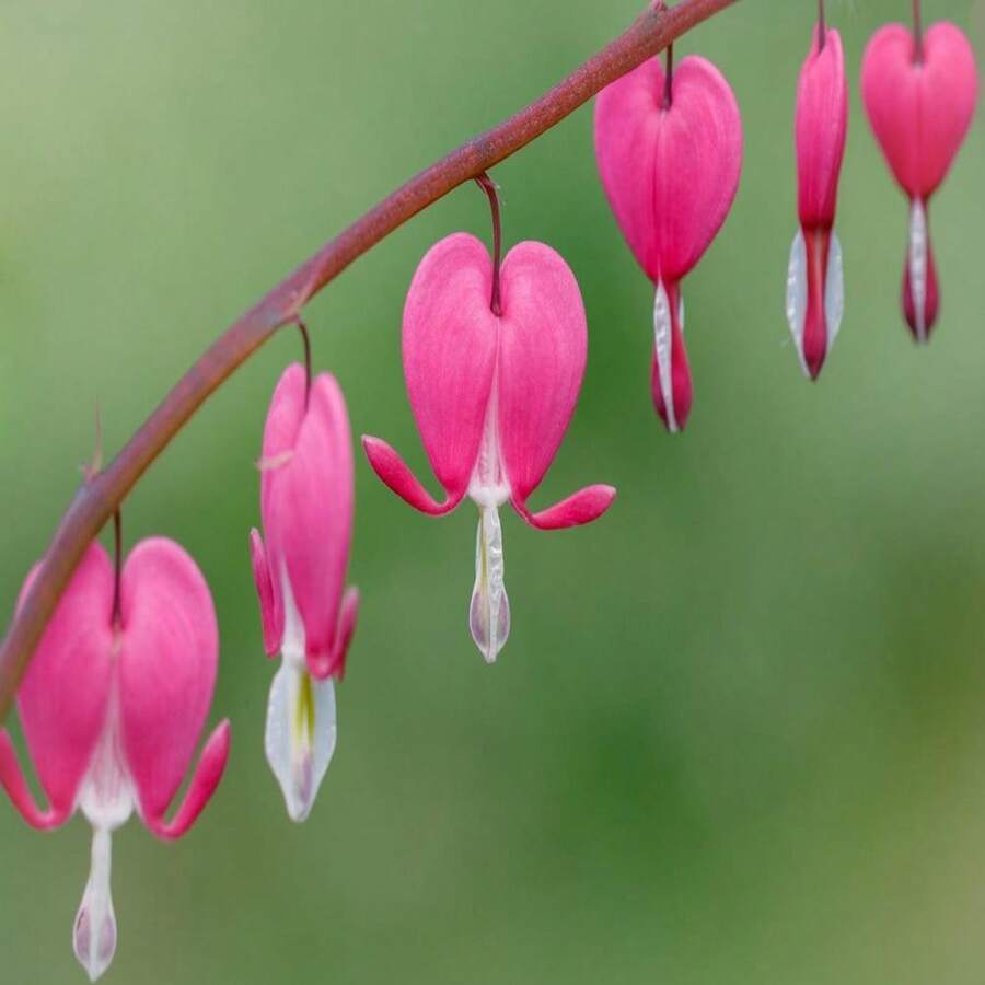 10 BLEEDING HEART - PINK Old Fashioned Dicentra Formosa Shade Flower Seeds - SEED - View 1