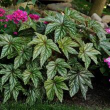 200 Pieces Free Shipping Suitable Multi-Year Perennial Begonia Seedlings Suitable For Indoor Or Outdoor Cultivation - 200 Seeds - View 2