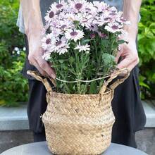 Plant Stem Support - Durable Monstera Stabilizer Grapple Holder, Unique Design For Climbing Plants, Turtle Shell Bamboo Clamp Set, Ideal Plant Support For Thriving Growth