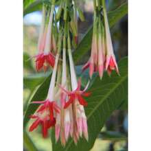 Fuchsia Boliviana Alba 150 Seeds - 變體1 - 查看 2