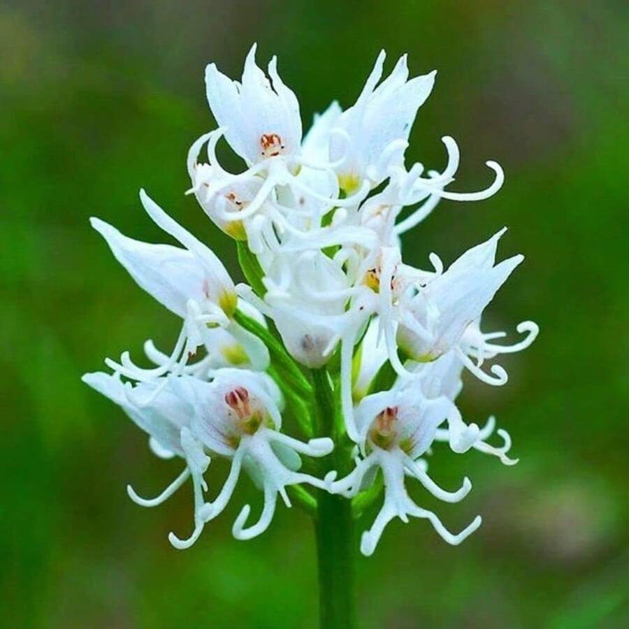 Mixed Butterfly Orchid, Orchid Seeds, Blooming Plants, Beautiful Potted Plants, Eye-Catching Decorations