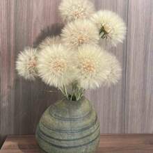 Four Seasons Marigold Seeds - Easy-To-Grow Heirloom Seeds For Indoor And Balcony Landscaping