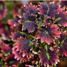 Coleus Seeds Blumei Seeds 200Seeds Rare Variety - 200 Seeds - View 6