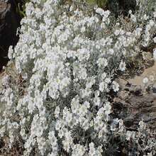 2, 000 Seeds - Cerastium Tomentosum - SEED - View 3