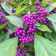 30 American Beautyberry Callicarpa Americana Seeds - Variant1 - View 3