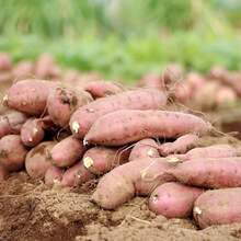 200Pcs Sweet Potato Seeds Non-GMO Sweet Vegetable Seeds Home Garden Plant Seed For Planting - 200Pcs - 查看 2