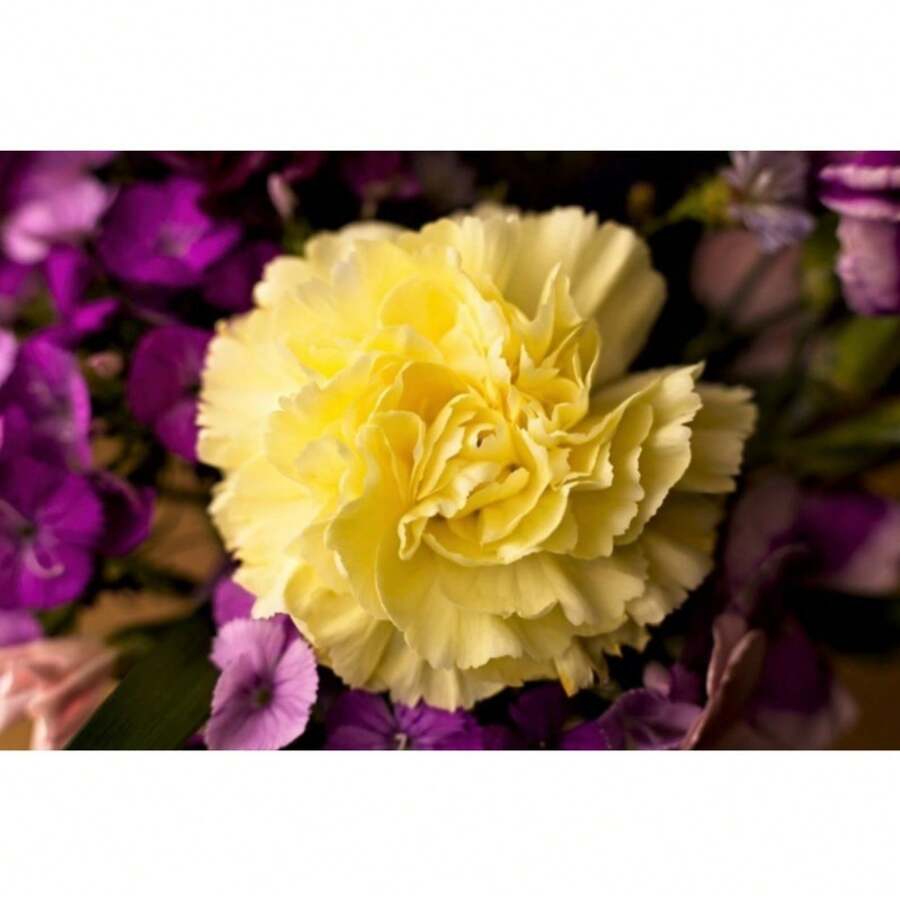 180-st-ck-preis-gelbe-nelkensamen-dianthus-caryophyllus-grenadin