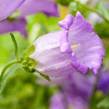 Campanula Medium Champion Lavender Seeds - Blooming Season - Attracts Pollinators - Low Maintenance - Plants In Spring/Summer 8060b - 種子 - 查看 4