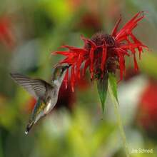 Scarlet Bee Balm (Monarda Didyma) Package With 25 Seeds With FREE Shipping