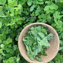 100seeds Pea Seedlings Pea Tip Seeds Pea Seeds Bean Sprouts Green Vegetables Sprouts Farm Vegetables Plants Live   Vegetable Seeds Seeds Hosta Plants Plants Gardening Flower Seeds Plant Flowers For Outside Semillas De Flores Para Sembrar Gardening  All  Plants For Outside Mosquito Repellent Outdoor Garden Plants Seeds For Planting Perennial Flower Seeds Plant Seeds - 100 - 查看 3