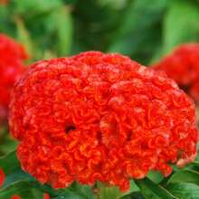 Celosia Chief Persimmon Flower Seed 25 - SEED - View 3